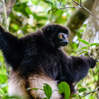 Milne-Edwards' sifaka in Madagascar