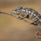 Oustalet's chameleon in Madagascar
