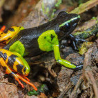 Painted mantella frog in Madagascar.