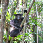 Indri in Madagascar