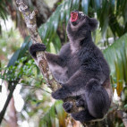 Indri in Madagascar