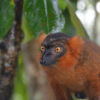 Red-ruffed lemur in Madagascar