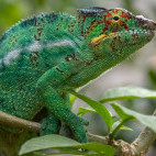Parson's chameleon in Madagascar