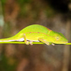 Perinet chameleon in Andasibe-Mantadia National Park, Madagascar