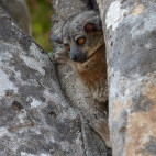 Randrianasolo's sportive lemur in Madagascar