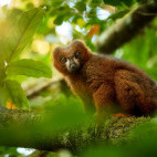 Red-bellied lemur in Madagascar