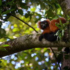 Red-ruffed lemur in Masoala National Park.