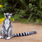 Ring-tailed lemur in Madgascar