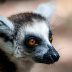 Ring-tailed lemur in Madagascar