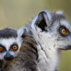 Ring-tailed lemur in Madagascar.