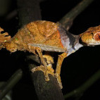 Satanic leaf-tailed gecko (uroplatus phantasti) in Madagascar