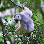 Silky sifaka in forest canopy in Marojejy National Park, Madagascar.
