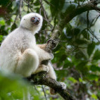 Silky sifaka in forest canopy in Marojejy National Park, Madagascar.