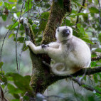 Silky sifaka in forest canopy in Marojejy National Park, Madagascar.