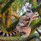 Ring-tailed lemur in Madagascar.