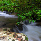Stream in Ranomafana, Madagascar