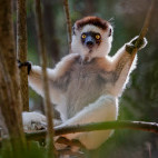 Verreaux's sifaka in Madagascar.