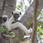 Von der Decken's sifaka in Madagascar