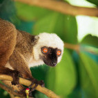 White-fronted brown lemur in Madagascar