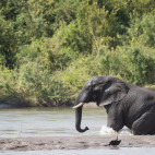 African elephant in Malawi