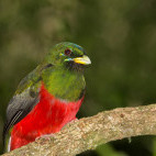 Narina trogon