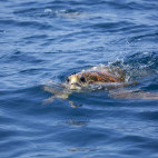 Hawksbill turtle in Mozambique