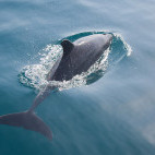 Bottlenose dolphin off the coast  the Bazaruto Archipelago, Mozambique