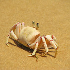 Crab on the beach in the Bazaruto Archipelago, Mozambique