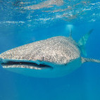 Whale shark in Mozambique