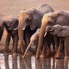 African elephants in Etosha National Park, Namibia