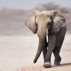 African elephant in Etosha National Park, Namibia