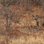 Bat-eared fox in Namibia.