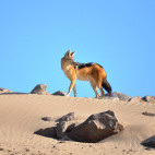 Black-backed jackal in Namibia.