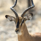 Black-faced impala in Namibia