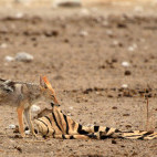 Black-backed jackal in Etosha National Park, Namibia.