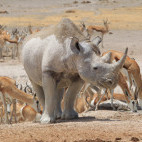 Black rhino and springbok in Etosha National Park, Namibia.