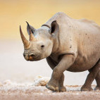 Black rhino in Etosha National Park