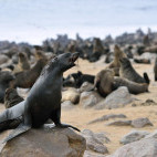Cape fur seals at Cape Cross on the Skeleton Coast, Namibia