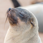 Cape fur seal in Namibia