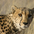 Cheetah at AfriCat Foundation in Namibia.