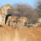 Cheetah at AfriCat Foundation in Namibia