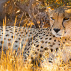 Cheetah in Etosha National Park, Namibia