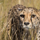 Cheetah in Namibia