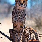 Cheetah in Okonjima Private Reserve, Namibia.