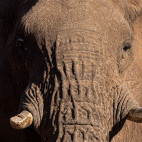 Desert-adapted elephant in Namibia.