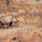 Desert-adapted rhino in Namibia.