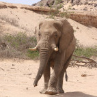 Desert elephant in Damaraland, Namibia.