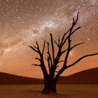 Dead vlei at dusk in Namib Naukluft Park, Namibia