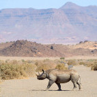 Black rhinoceros in Namibia.