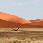 Gemsbok in Sossusvlei, Namibia